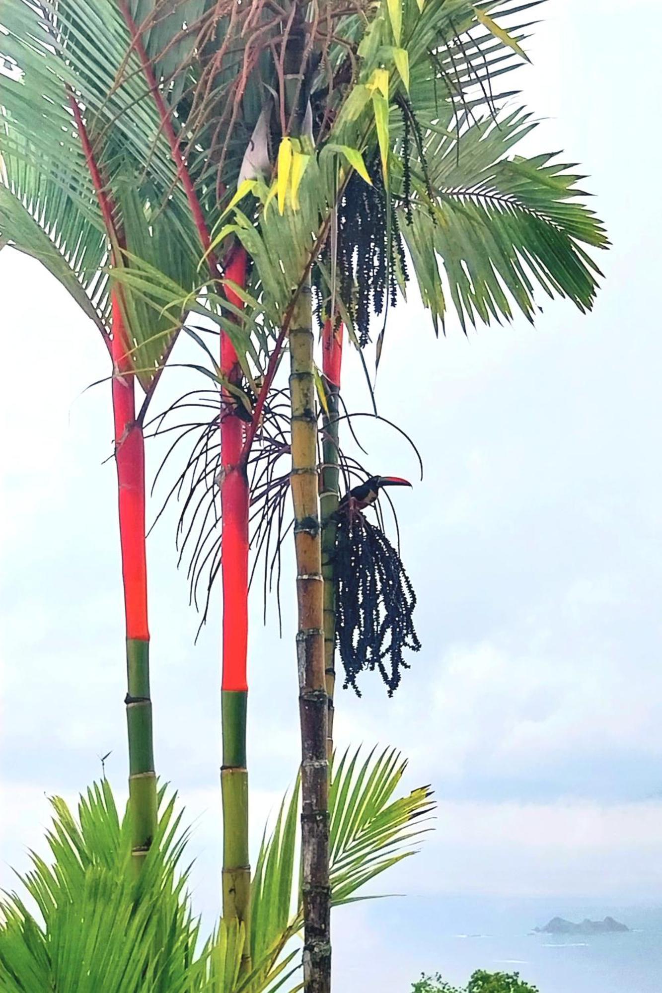 شقة Flor De Bambu أوفيتا المظهر الخارجي الصورة